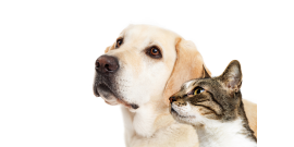 shutterstock 596161298